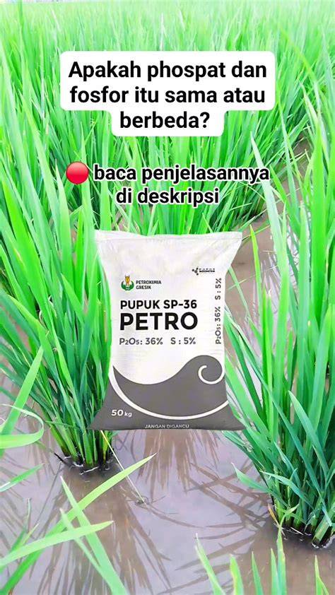 Galeri foto biznet topup Petani Diamond Harian entah 1GB atau 10GB Penjual Dragon Essence pilih metode Apple dengan begitu gampang klaim gems premium unik terbaik. di panel admin